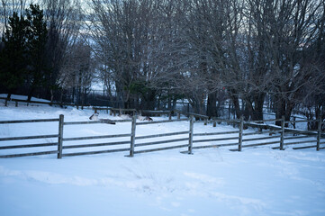 snow covered trees