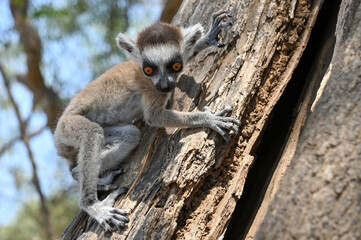 Ring Tailed Lemur kata - young, baby, Madagascar nature