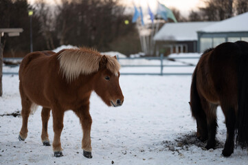 Icelandic Horse winter