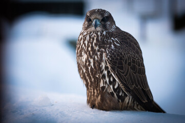 Falco rusticolus, Gyrfalcon, falcon