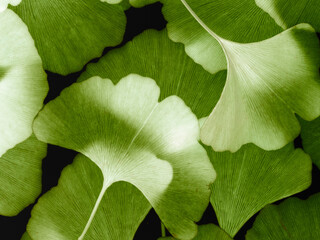 Fototapeta premium Green ginkgo leafs - Ginkgo biloba 