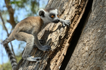 Ring Tailed Lemur kata - young, baby, Madagascar nature