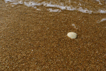 砂浜と貝