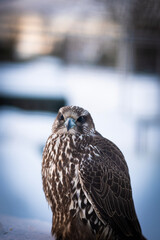 Falco rusticolus, Gyrfalcon, falcon