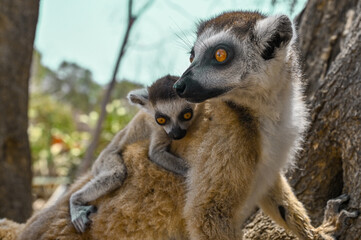 Ring Tailed Lemur kata with baby, Madagascar nature