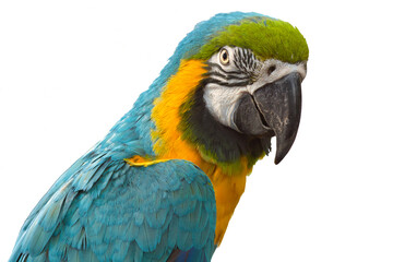 blue and yellow macaw