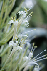 The flowers of Sansevieria are white