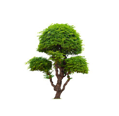 Decorative dwarf tamarind tree on transparent background, png file