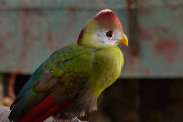 red-crested turaco