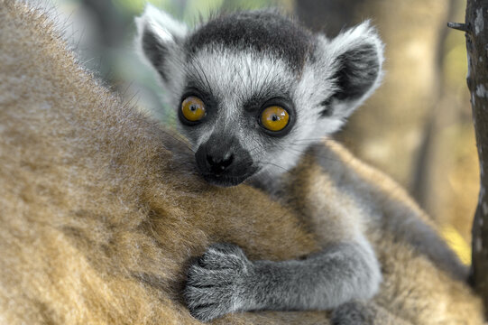 Ring Tailed Lemur kata - baby, Madagascar nature
