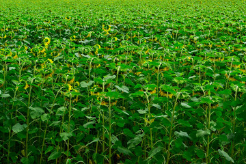 field with sunflowers