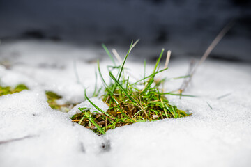 Green grass close up sprouting from icy snow