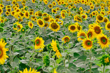 Obraz premium sunflowers in the field
