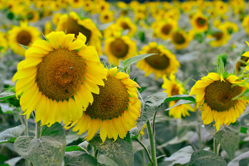 sunflowers in the field