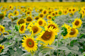 Obraz premium field of sunflowers