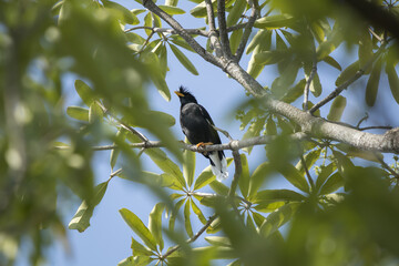 Common Myna bird