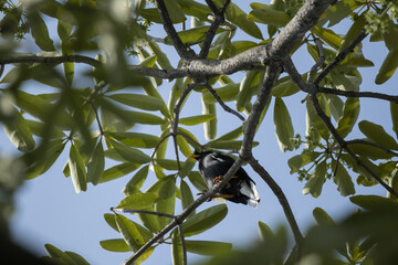 Common Myna bird