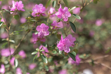 Rhododendron flower in the botanical garden in the spring close up