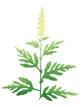 One green ragweed plant with small yellow staminate flowers, dangerous allergen Ambrosia