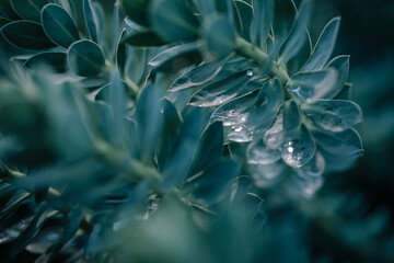 succulent plant with water drops