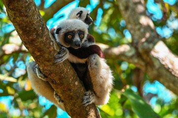 Sifaka Lemur with baby resting on a tree, Madagascar nature.