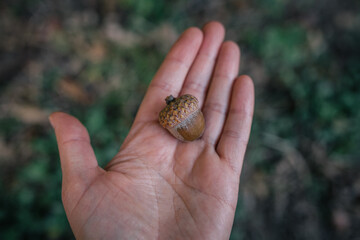 hand holding acorn  © Katia