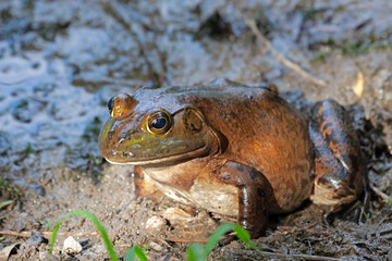American bullfrog sitting in mud