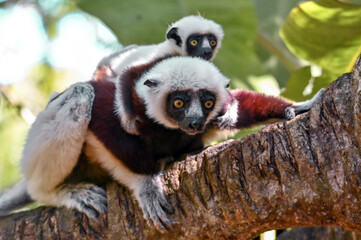 Sifaka Lemur with baby resting on a tree, Madagascar nature.