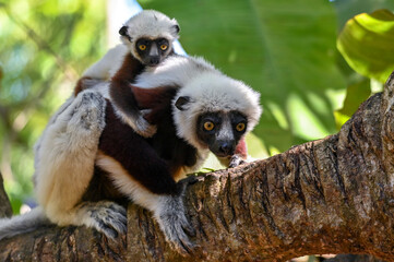 Sifaka Lemur with baby resting on a tree, Madagascar nature.