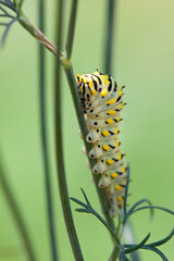 Caterpillar Shuffles Along Dill Weed