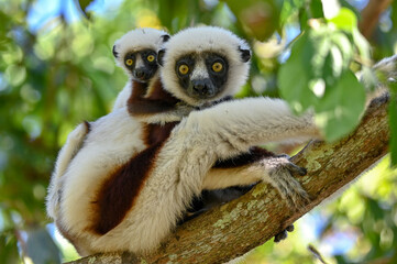 Sifaka Lemur with baby resting on a tree, Madagascar nature.