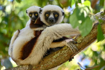 Sifaka Lemur with baby resting on a tree, Madagascar nature.