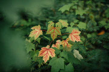 autumn leaves in the forest
