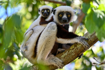 Sifaka Lemur with baby resting on a tree, Madagascar nature. © mirecca