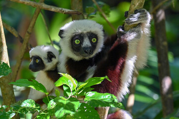 Sifaka Lemur with baby resting on a tree, Madagascar nature.
