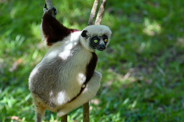Portrait of a Sifaka Lemur resting on a tree, Madagascar nature.