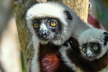 Portrait of a Sifaka Lemur resting on a tree, Madagascar nature.