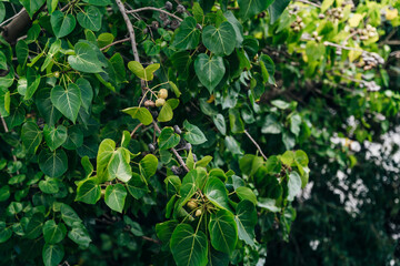Obraz premium Indian Tulip tree (Thespesia populnea) flower. crops. kauai hawaii