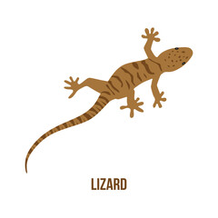 Lizard flat illustration. Vector animal isolated on white background. Lizard vector illustration