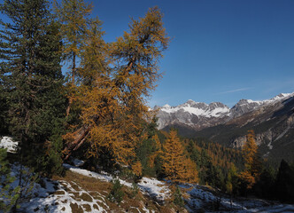 Fototapeta na wymiar Herbstfärbung bei Lü, Val Müstair