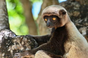 Portrait of a Sifaka Lemur resting on a tree, Madagascar nature.