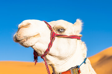 Blue eyed white dromedary camel. Portrait looking at camera head shot with low angle view on the...