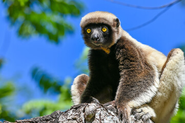 Portrait of a Sifaka Lemur resting on a tree, Madagascar nature.
