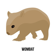 Cute wombat, flat illustration Australian wombat. Wombat vector isolated on white background 