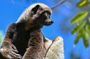 Portrait of a Sifaka Lemur resting on a tree, Madagascar nature.