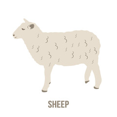 Cute East Friesian sheep in flat illustration. Domestic animal with thick woolly coat. Sheep vector isolated on white background. 