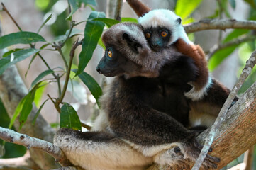 Sifaka Lemur with baby resting on a tree, Madagascar nature.