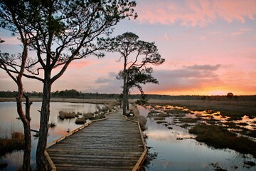 The new restored boardwalk around Pudmore Pond on Thursley Common, Surrey, UK.