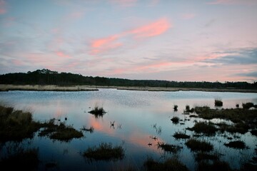 The new restored boardwalk around Pudmore Pond on Thursley Common, Surrey, UK.