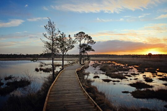 The new restored boardwalk around Pudmore Pond on Thursley Common, Surrey, UK.